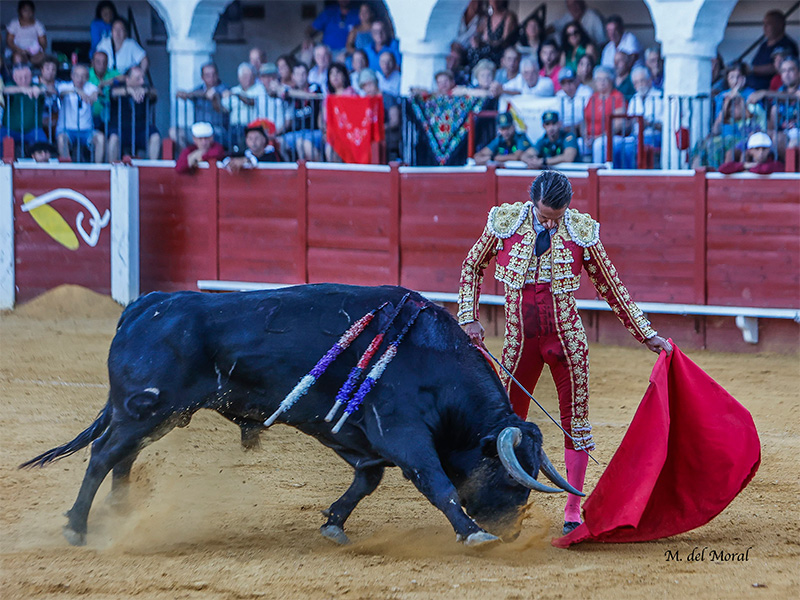 Bullfighter Lama de Góngota