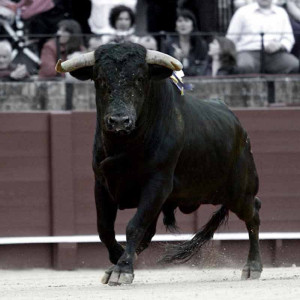 Ganadería pendiente de confirmación