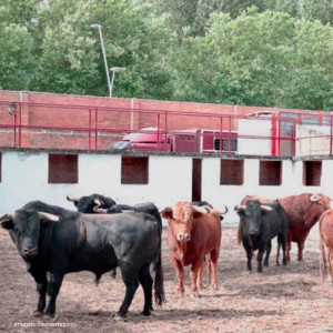 Burgos . El Plantío. Plaza de toros