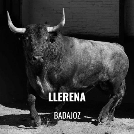 Bullfight Tickets Llerena - Bullfighting Show