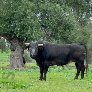 Ganadería Marcelino Acosta: el hierro onubense que forja toros con alma y memoria