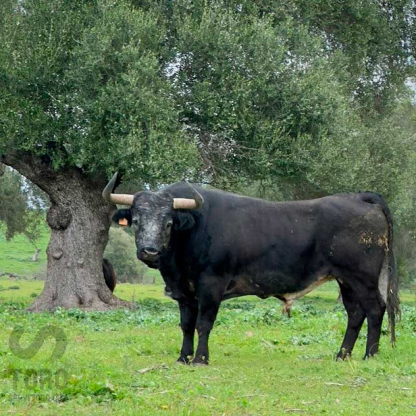 Ganadería Marcelino Acosta: el hierro onubense que forja toros con alma y memoria