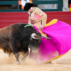 Torero Julio Norte