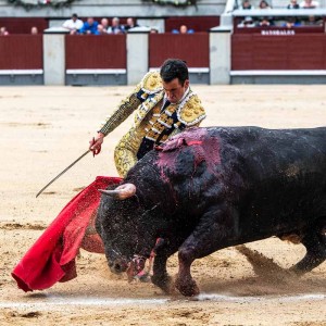 Mario Arruza bullfighter: biography, career and upcoming novilladas in Spain