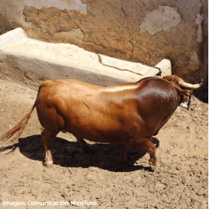 D. José Benítez Cubero