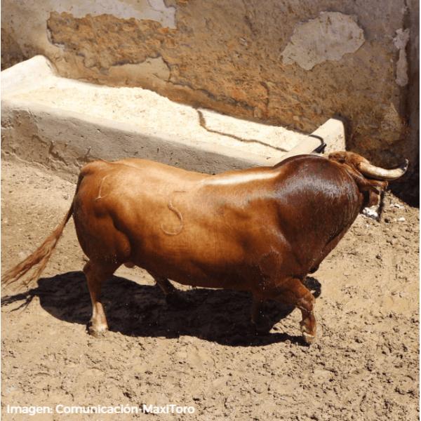D. José Benítez Cubero