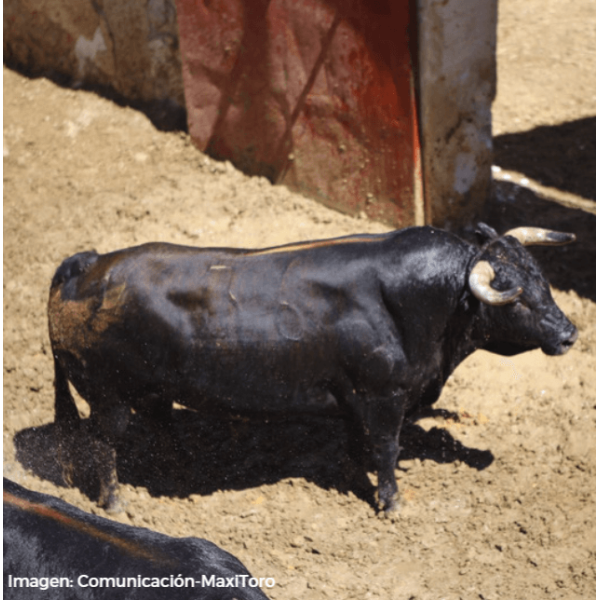 D. José Benítez Cubero