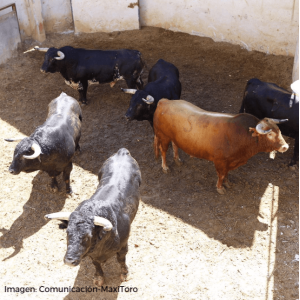 D. José Benítez Cubero