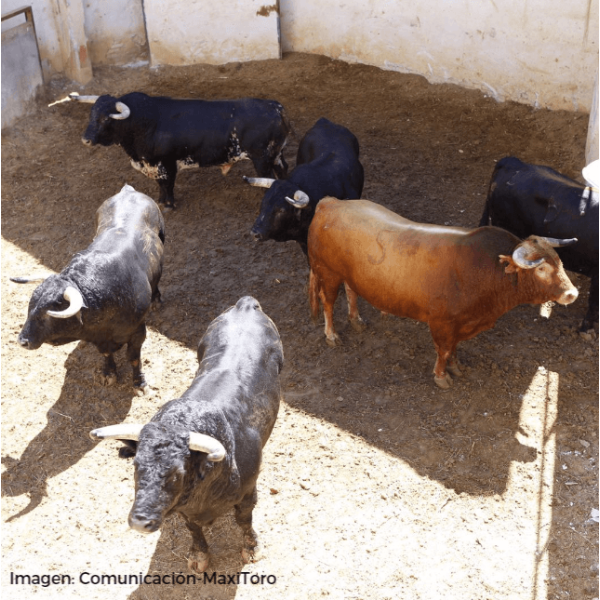 D. José Benítez Cubero