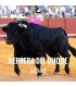 Entradas Toros Herrera del Duque - Festival Taurino