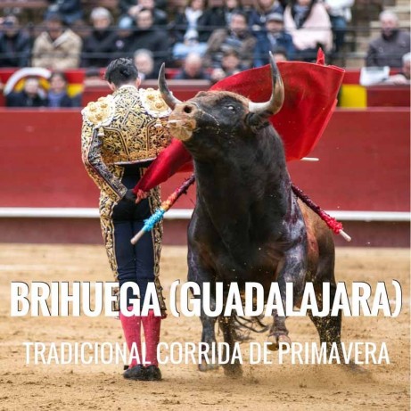 Bullfight tickets Brihuega – Spring Bullfighting