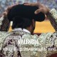 Bullfight ticket Valencia – Virgen de los Desamparados