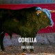Bullfight tickets Corella - Bullfighting Festival Virgen de la Merced y San Miguel