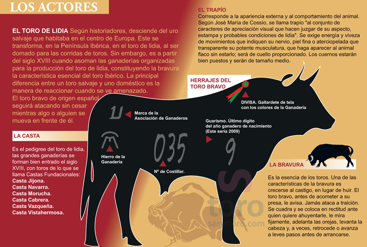 El toro de lidia, el toro bravo, casta, divisas