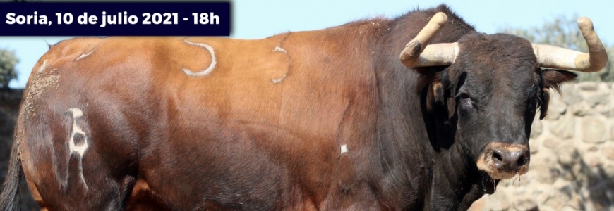 The great extraordinary bullfighting fair of Soria