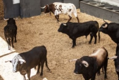 Agustín Montes' bulls disembarks for Easter Sunday