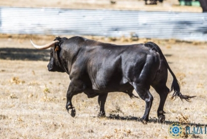 Comienzan los Desafíos Ganaderos en Las Ventas